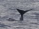 Sperm Whale (Physeter macrocephalus)