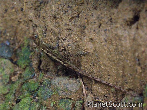 Dominican Anole (Anolis oculatus)