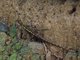 Dominican Anole (Anolis oculatus)