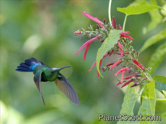 Green-throated Carib (Eulampis holosericeus)