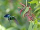 Green-throated Carib (Eulampis holosericeus)