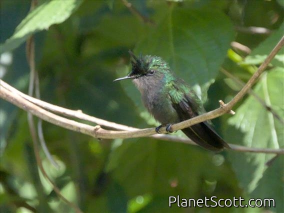 Antillean Crested Hummingbird (Orthorhyncus cristatus)
