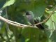 Antillean Crested Hummingbird (Orthorhyncus cristatus)