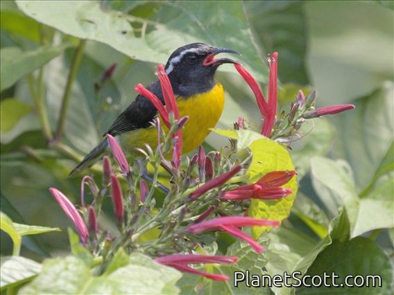Bananaquit (Coereba flaveola)
