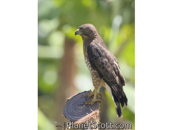 Broad-winged Hawk (Buteo platypterus)