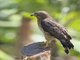 Broad-winged Hawk (Buteo platypterus)