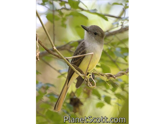 Lesser Antillean Flycatcher (Myiarchus oberi)