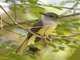 Lesser Antillean Flycatcher (Myiarchus oberi)