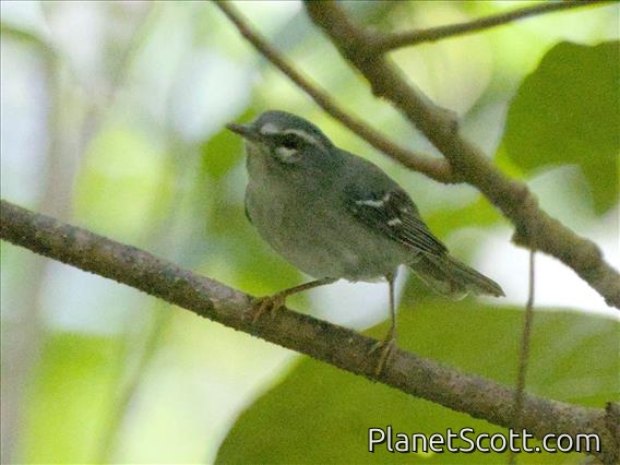 Plumbeous Warbler (Setophaga plumbea)