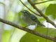Plumbeous Warbler (Setophaga plumbea)