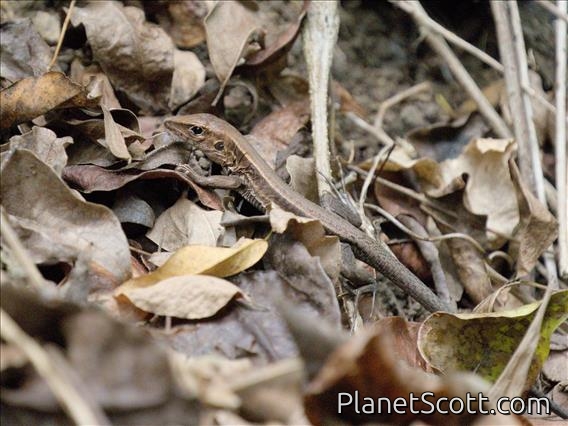 Dominican Ameiva (Pholidoscelis fuscatus)