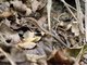 Dominican Ameiva (Pholidoscelis fuscatus)