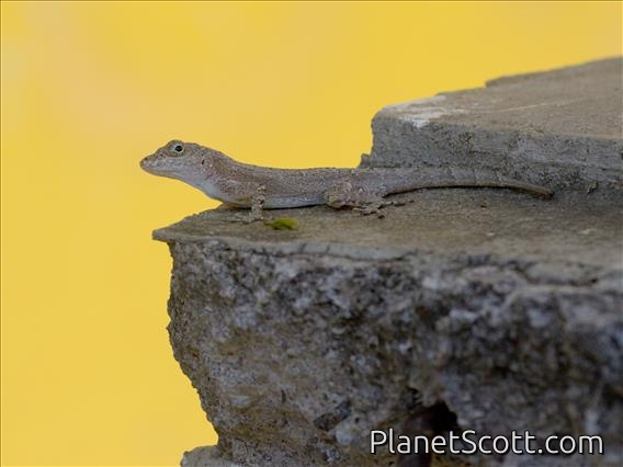 Puerto Rican Crested Anole (Anolis cristatellus)