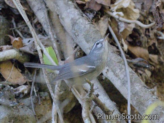 Plumbeous Warbler (Setophaga plumbea)