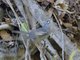 Plumbeous Warbler (Setophaga plumbea)