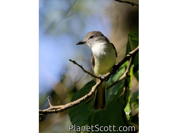 Lesser Antillean Flycatcher (Myiarchus oberi)