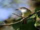 Lesser Antillean Flycatcher (Myiarchus oberi)