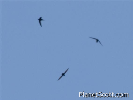 Lesser Antillean Swift (Chaetura martinica)