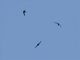 Lesser Antillean Swift (Chaetura martinica)