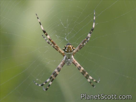 Silver Garden Orbweaver (Argiope argentata)