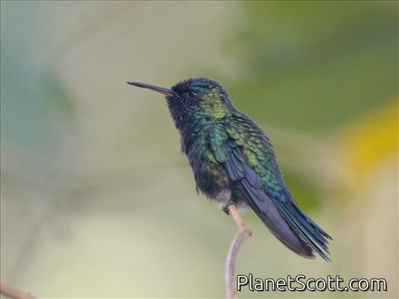 Blue-headed Hummingbird (Riccordia bicolor)