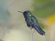 Blue-headed Hummingbird (Riccordia bicolor)