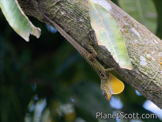 Dominican Anole (Anolis oculatus)