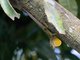 Dominican Anole (Anolis oculatus)