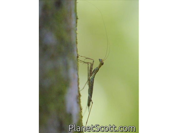 Lichen Mantis (Liturgusa dominica)