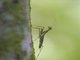 Lichen Mantis (Liturgusa dominica)