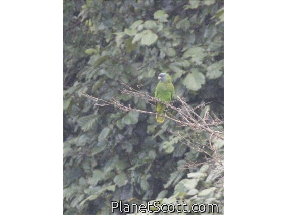Red-necked Parrot (Amazona arausiaca)