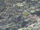 Red-necked Parrot (Amazona arausiaca)