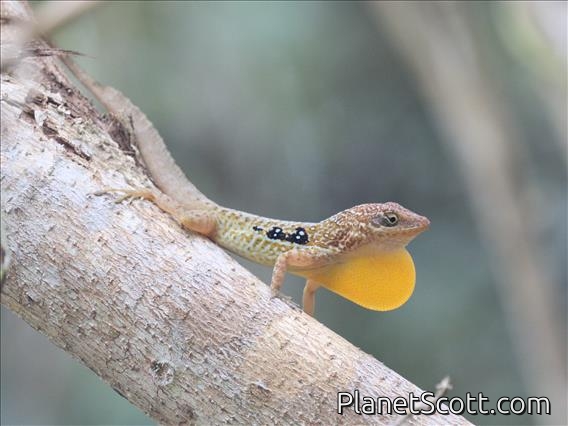 Dominican Anole (Anolis oculatus)