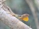 Dominican Anole (Anolis oculatus)