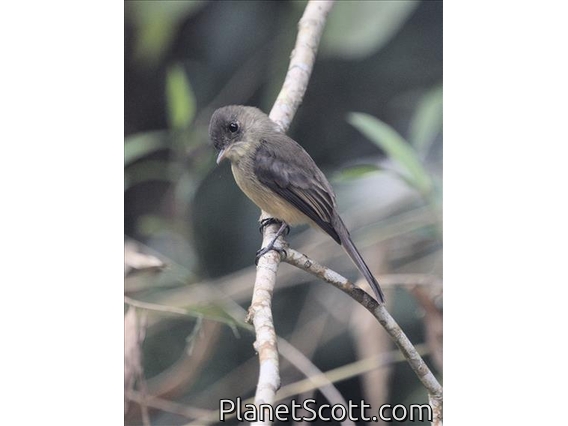 Lesser Antillean Pewee (Contopus latirostris)