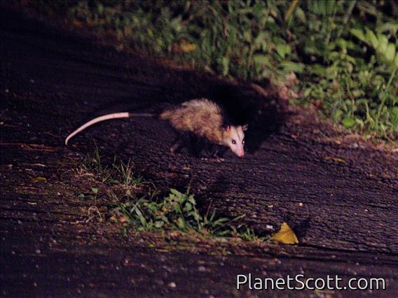 Southern Opossum (Didelphis marsupialis)