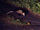 Southern Opossum (Didelphis marsupialis)
