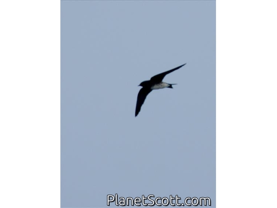 Caribbean Martin (Progne dominicensis)