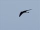 Caribbean Martin (Progne dominicensis)