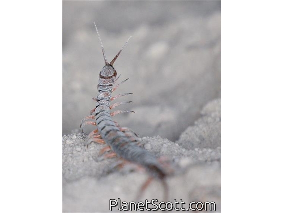 Pacific Giant Centipede (Scolopendra subspinipes)