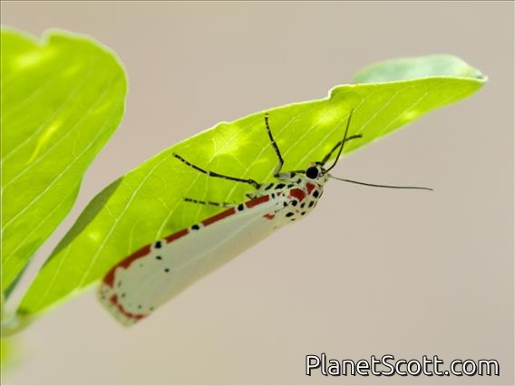 Ornate Bella Moth (Utetheisa ornatrix)