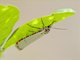 Ornate Bella Moth (Utetheisa ornatrix)