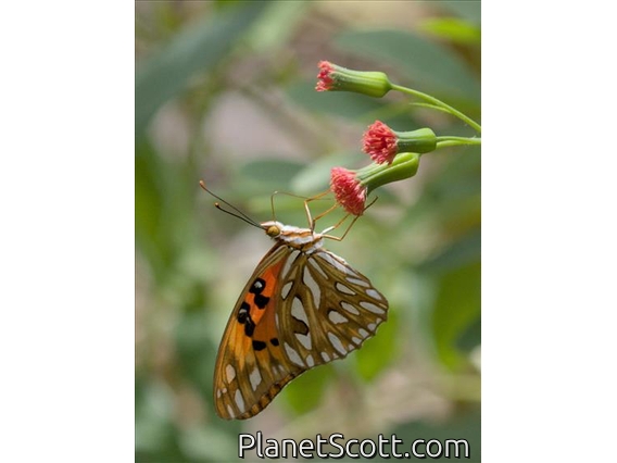Gulf Fritillary (Dione vanillae)