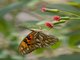Gulf Fritillary (Dione vanillae)