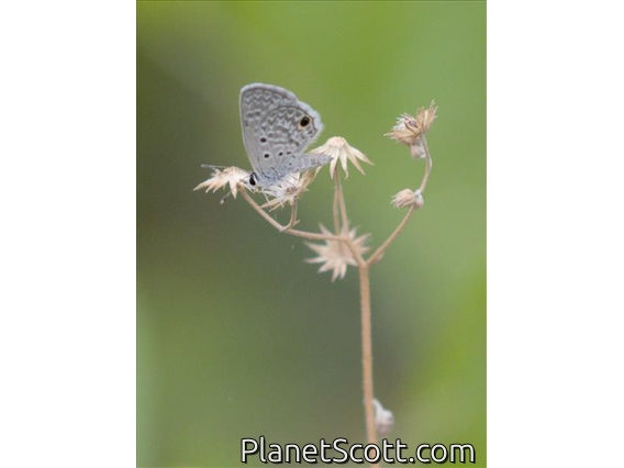 Hanno Blue (Hemiargus hanno)