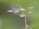 Hanno Blue (Hemiargus hanno)