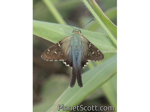 Long-tailed Skipper (Urbanus proteus)