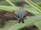 Long-tailed Skipper (Urbanus proteus)