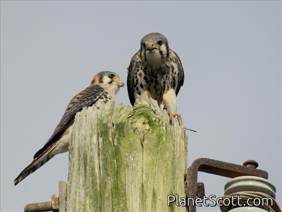 American Kestrel (Falco sparverius)