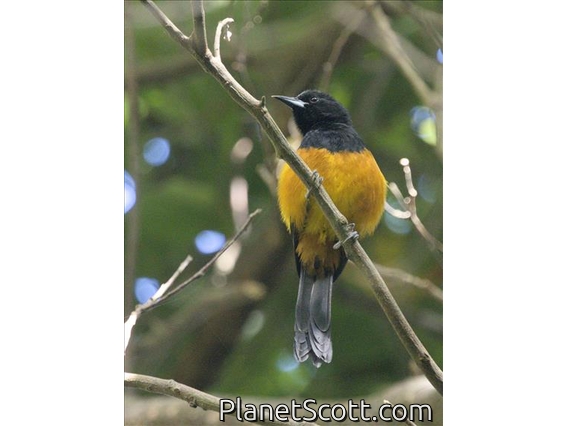 Montserrat Oriole (Icterus oberi)